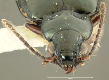 Media type: image;   Entomology 32532 Aspect: head frontal view
